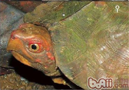 蔗林龟的护理知识