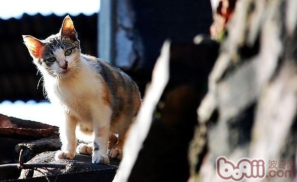 预防宠物猫走丢的一些小建议