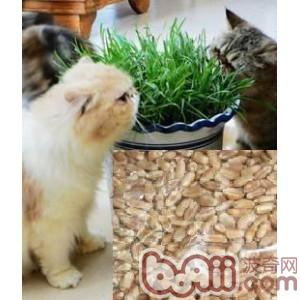 容易见到的猫草类型