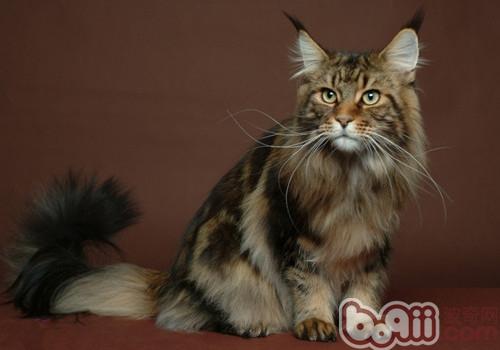 西伯利亚丛林猫的品格特性
