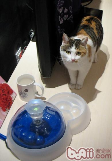 何如样推断猫咪饮水量以及何如让猫咪多喝水