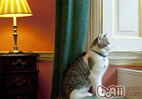 圈养宠物猫的乡土情结