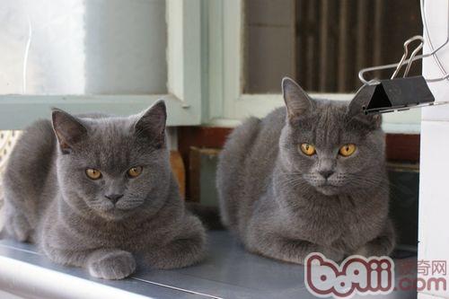 老年人是否适合养猫