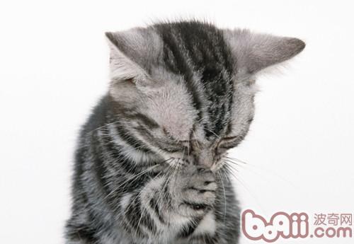 如何帮宠物猫延长寿命