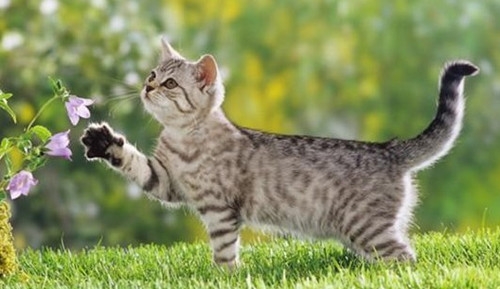 宠物猫护牙小知识