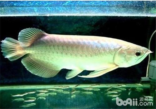 银龙鱼(确定引用) 龙鱼是目前罕见的宠物鱼,外观霸气闪亮