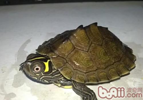 舆图龟寿命有多久？