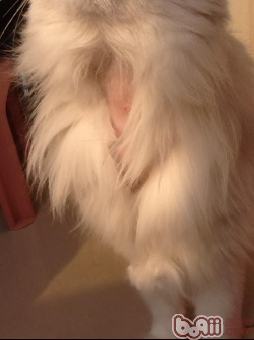 怎么样缓解宠物猫掉毛