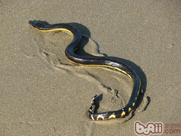 长吻海蛇的种类简介
