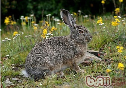 灰尾兔的形态特性