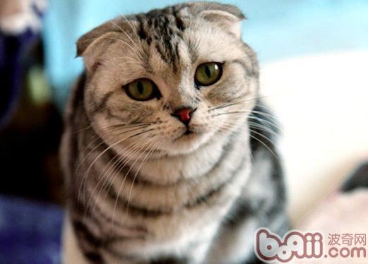 怎么样让新老宠物猫非常快相处好