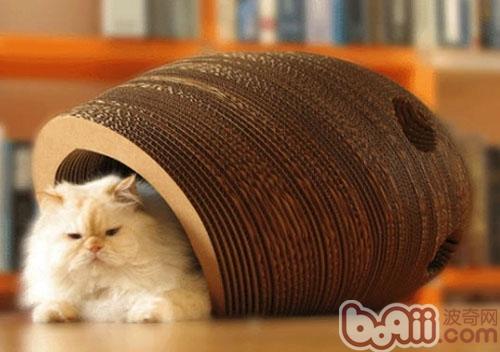 宠物猫需要不止一张床