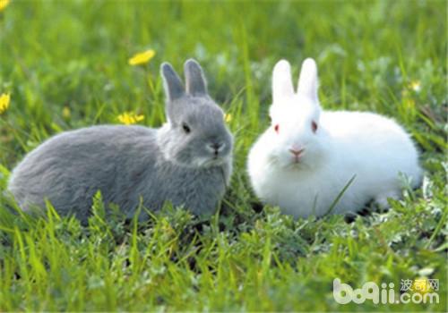 教你自治宠物兔食用搞草的方式