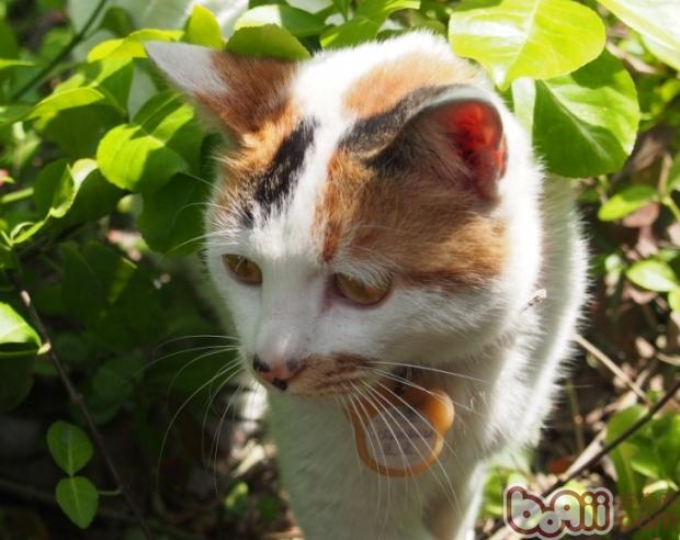 三花猫就肯定是母猫的说法对吗