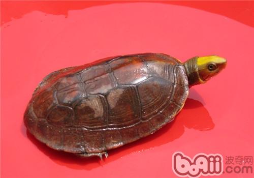 金头关壳龟的种类简介