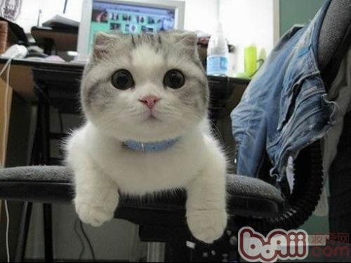 宠物猫护理需有备忘录