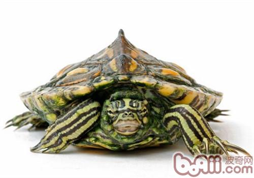 黄斑舆图龟(确定介绍)