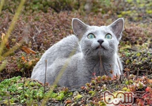 宠物猫为何不吃饭