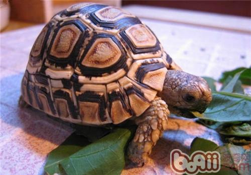 什么陆龟最难养呢？