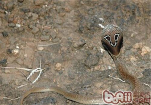 印度眼镜蛇的种类简介