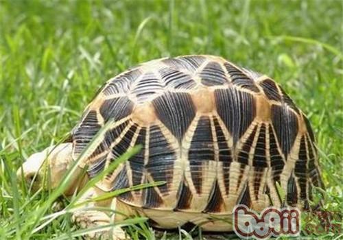 如何安置缅甸海龟的饲养箱