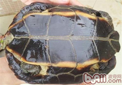 缅甸乌山龟的豢养重心