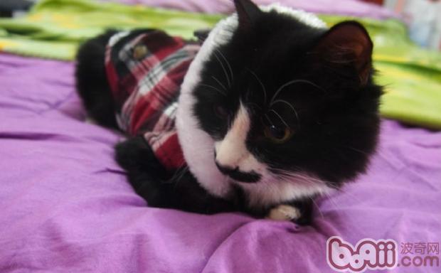 宠物猫在冬天遇见的几大问题