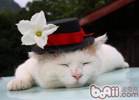 好睡眠帮助宠物猫健康成长