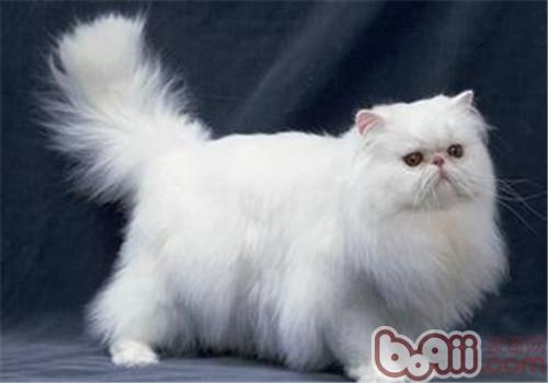 山东狮子猫和波斯猫的分辨办法