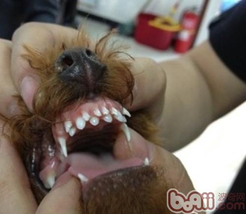狗狗换牙期提防双排牙