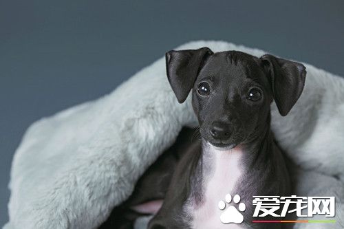 怎样样熟习灵缇犬捕兔子 找有捕兔子体味的成年狗戴