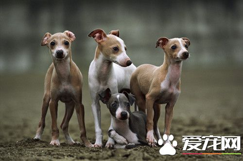 如何练习灵缇犬撵兔 主要为了认识猎物