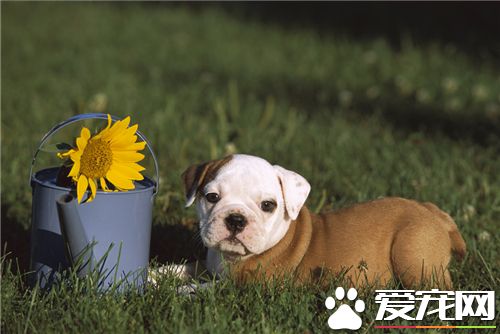 英国斗牛犬不听主人话 有关的解决方案