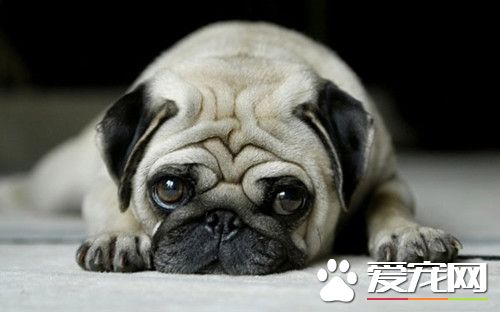 如何练习巴哥犬 练习八哥犬的办法有什么