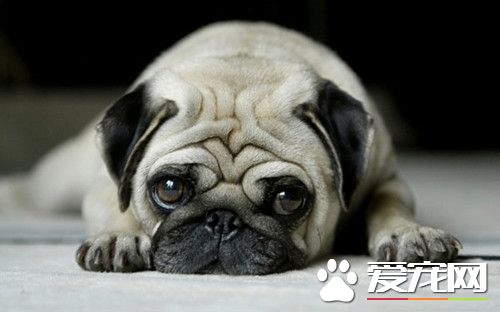 怎样练习巴哥犬 练习八哥犬的方式有哪些