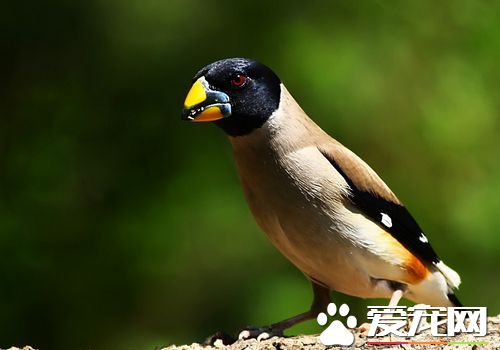 蜡嘴雀练习 如何练习和饲养生鸟最好呢