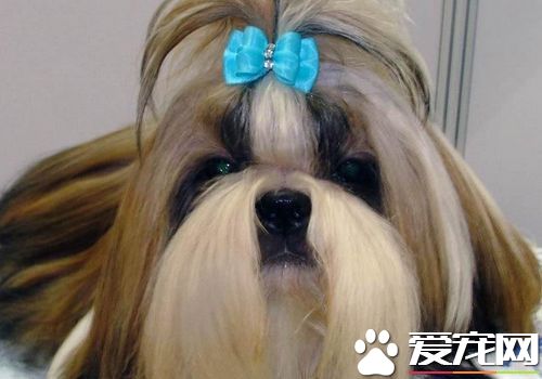 西施犬如何练习 西施犬最好的时间是在幼年期