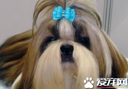 西施犬何如练习 西施犬最佳的时间是在年少期