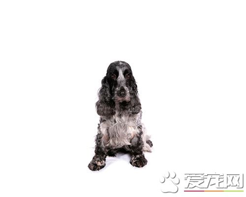 英国可卡犬怎样驯养 该当用亲热的言行给予表彰