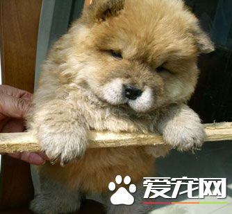 小狗进家后，要防止的10个错误做法