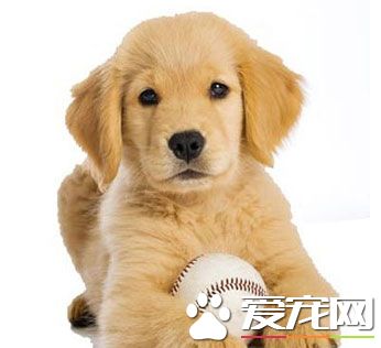 狗狗练习最好的时期是什么时间？