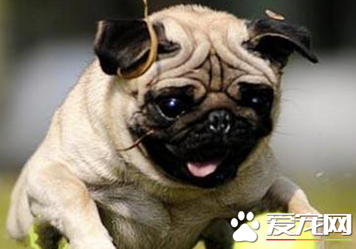 巴哥犬粘人程度 最好要从幼犬开始练习