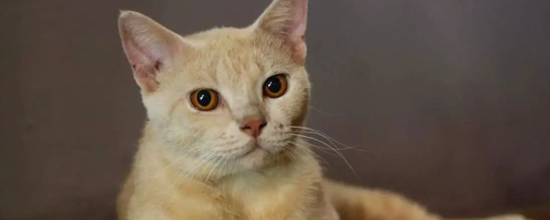 猫没有吃猫粮还能吃什么