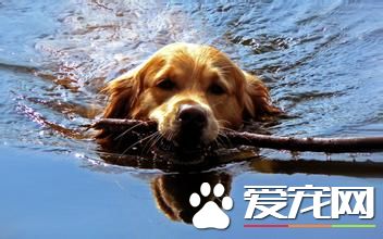 金毛寻回犬练习困难程度 练习还是有肯定困难程