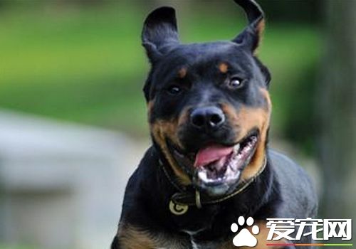 罗威纳犬练习大小便 在固定地方大小便