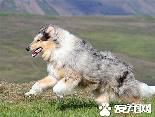 苏格兰牧羊犬练习便便 在固定地址大小便