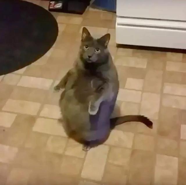 因为讨吃举措心爱到无法中断，这只猫末尾吃成25磅的肥纸……