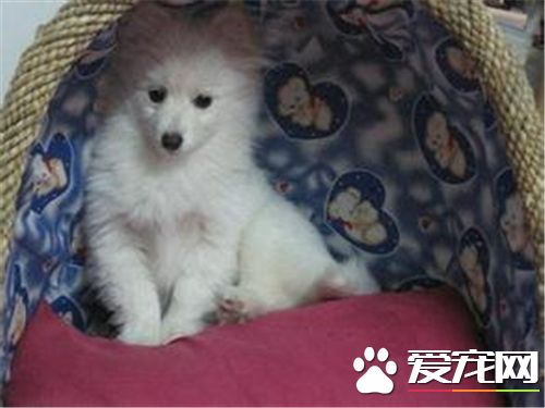银狐犬练习办法 喂食是个非常不错的机会