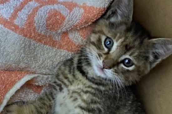 猫没有吃猫粮还能吃什么