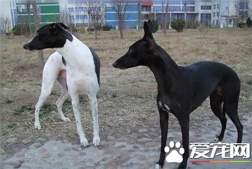 有关灵缇犬的训法 灵缇犬的几种练习办法